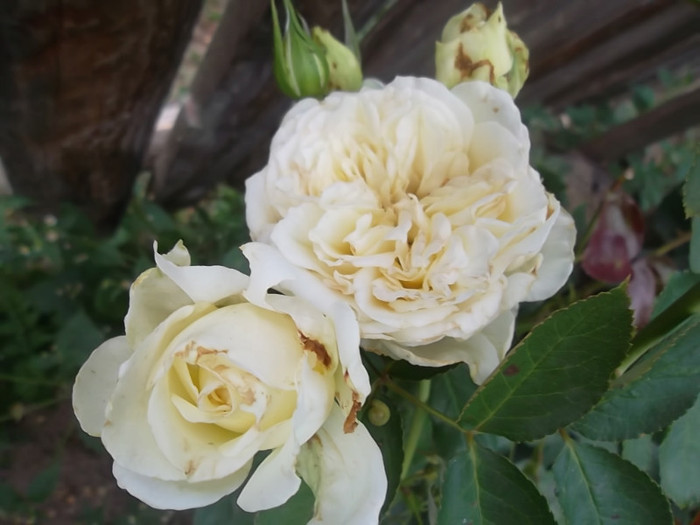 elfe - trandafiri 2012