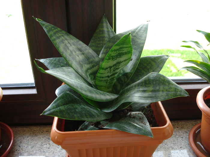 Sansevieria Hahnii (2009, May 14) - Sansevieria Hahnii