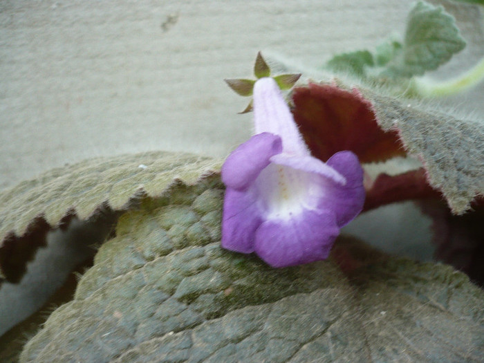 P1160758 - zzz-ALTE GESNERIACEAE-iesite din colectie