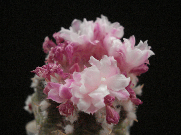 Aztekium ritterii