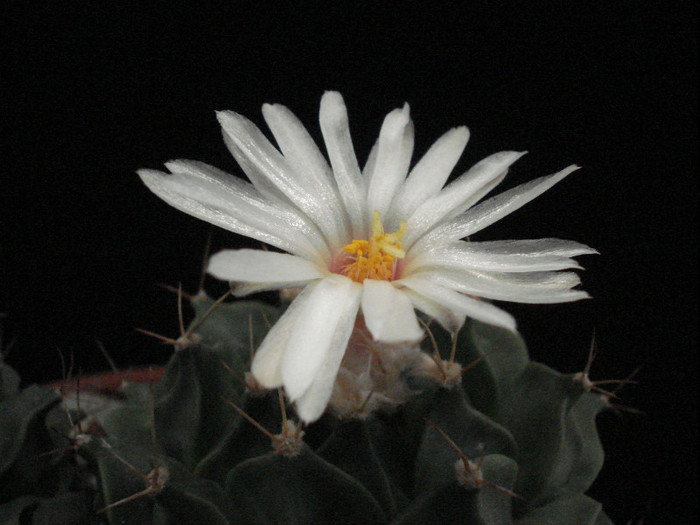 Obregonia denegri