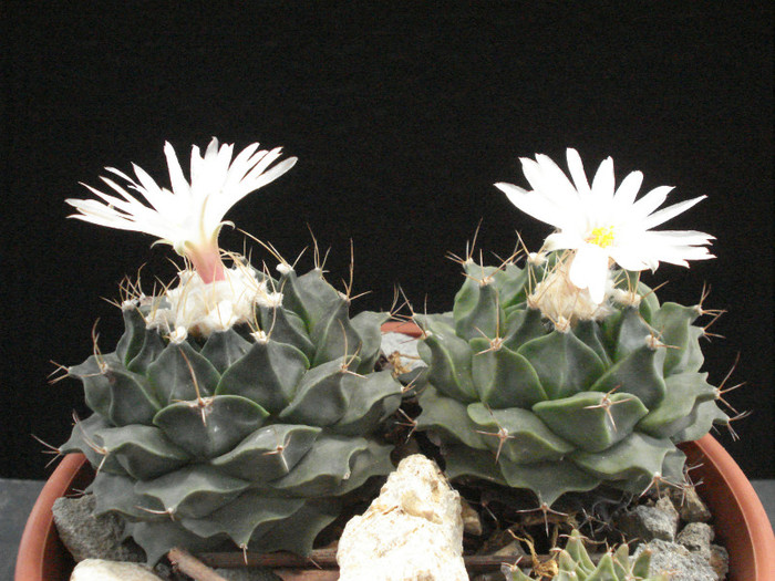 Obregonia denegri