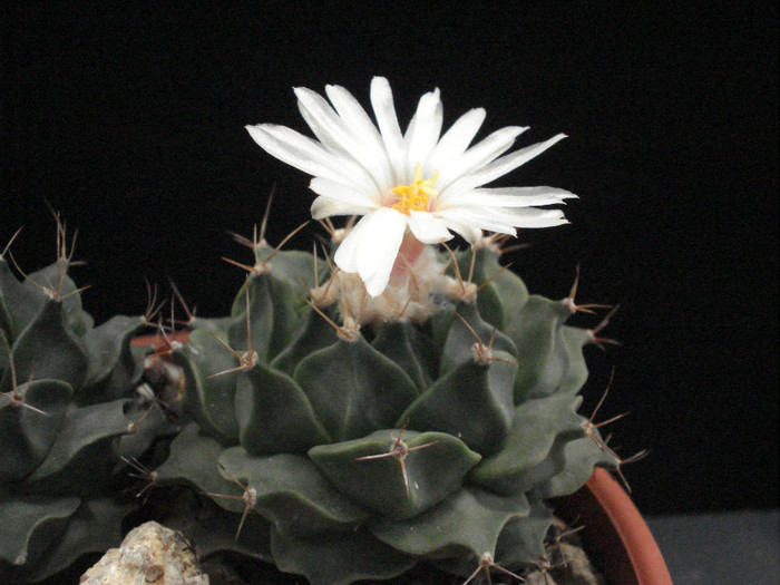 Obregonia denegri