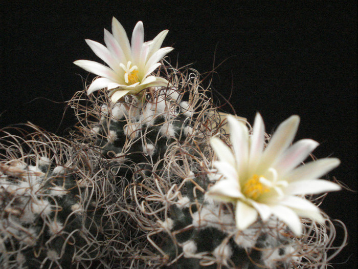 Turbinicarpus