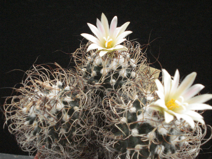 Turbinicarpus