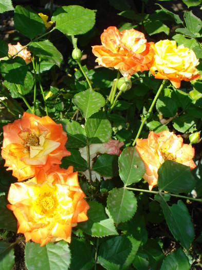 DSC06230 - Trandafiri 2012 II