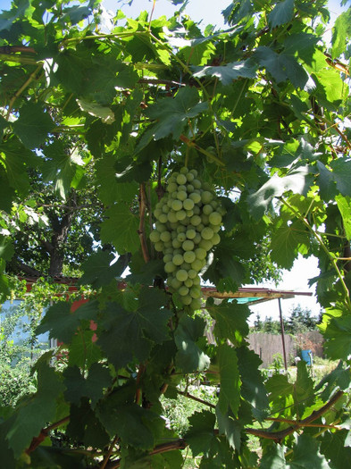 Struguri de masa albi - mari, dulci zemosi - septembrie, octombrie