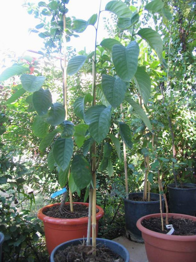 Annona cherimola - 1-Plantele care dau culoare si frumusete curtii - 2012