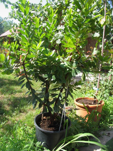 Arborele de fragute - arbutus unedo (pe rod) - 1-Plantele care dau culoare si frumusete curtii - 2012