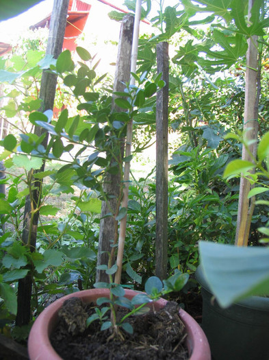 Carissa macrocarpa (Natal Plum) - 1-Plantele care dau culoare si frumusete curtii - 2012