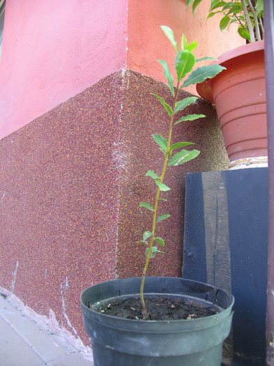 Dafin pui - 1-Plantele care dau culoare si frumusete curtii - 2012
