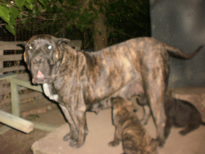 P7312779 - 15 arad dogo canario pui nascuti la 19 06 2012