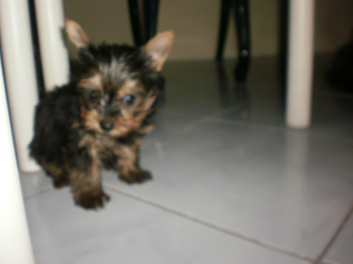 P8072806 - 02 arad yorkshire terrier toy nascuti la 19 06 2012