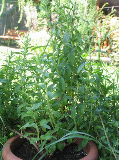 Stevia dulce (Planta de zahar) - 1-Plantele care dau culoare si frumusete curtii - 2012