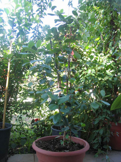 Guava de brasil (Feijoa) - 1-Plantele care dau culoare si frumusete curtii - 2012