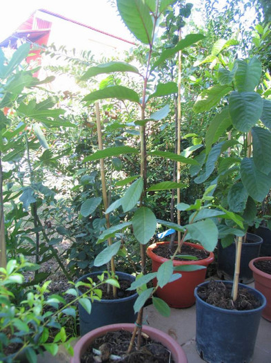 Guava galbena - psidium guajava - 1-Plantele care dau culoare si frumusete curtii - 2012