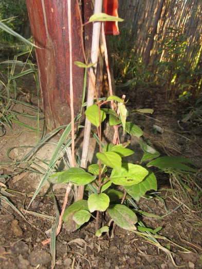 Schisandra - planta cu 5 gusturi - 1-Plantele care dau culoare si frumusete curtii - 2012