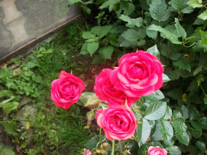DSCF4218 - trandafirii mei