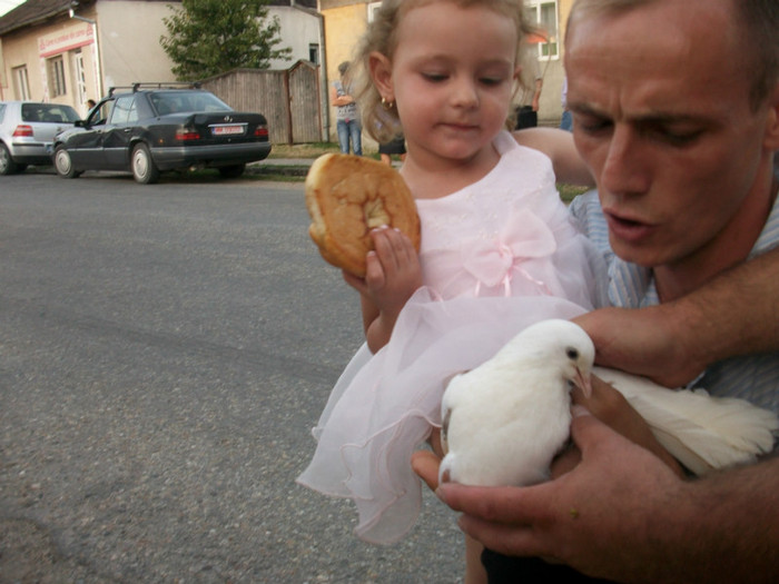 ALIM8457 - LANSARI PORUMBEI ALBI NUNTI SIGHETU MARMATIEI 2012