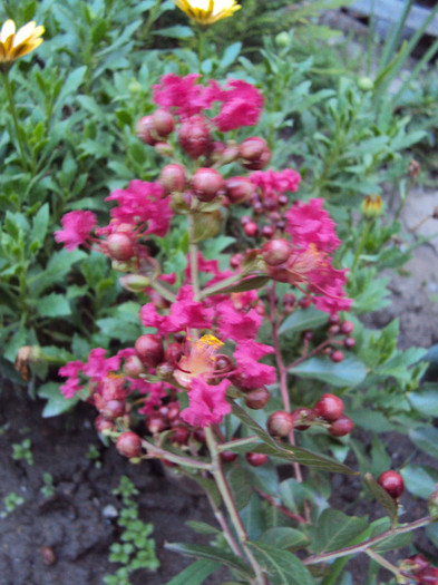 DSC08927 - Lagerstroemia indica