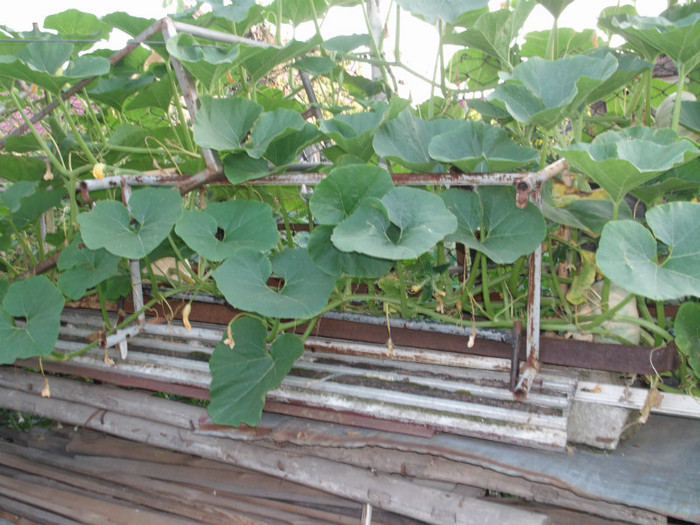 Picture 4195 Picture 4195