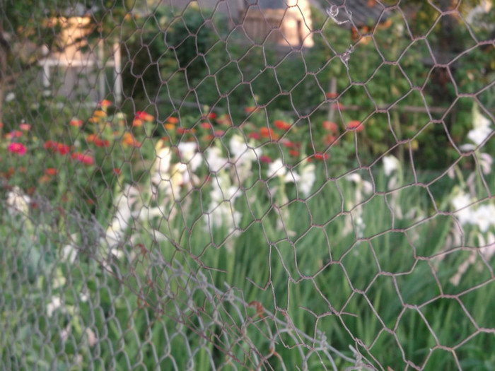 Picture 4198 - FERMA LUI NENEA TONY