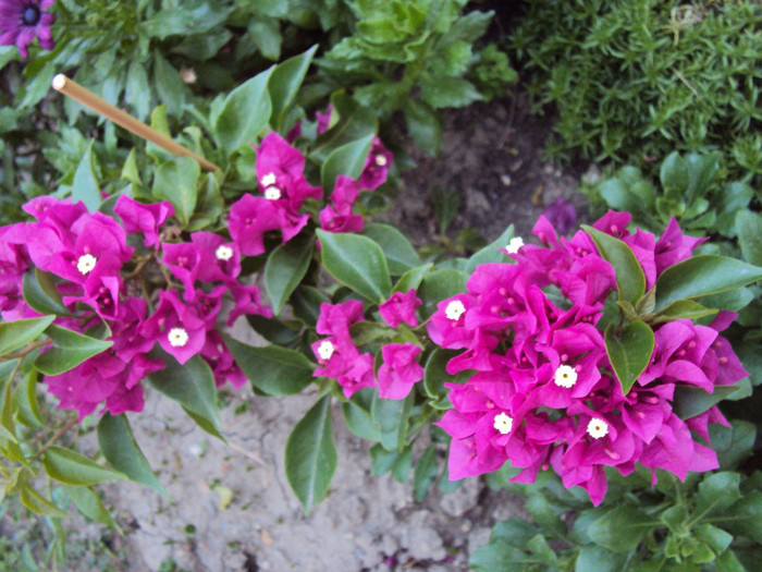 DSC08936 - Bougainvillea- un nou sezon