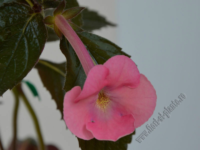 Achimenes Simbirochka - ACHIMENES II