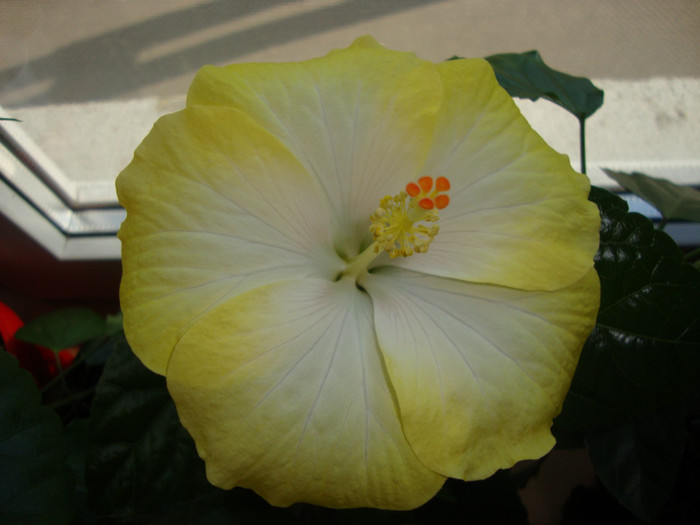  - hibiscusi
