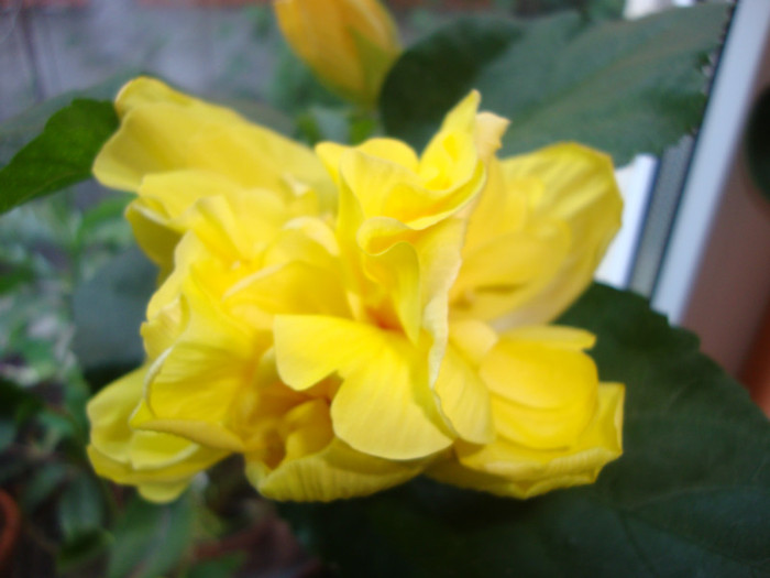  - hibiscusi