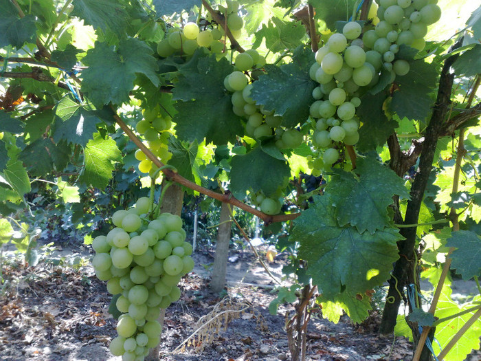 vict - VITA DE VIE 2012