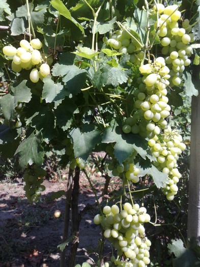 vict - VITA DE VIE 2012