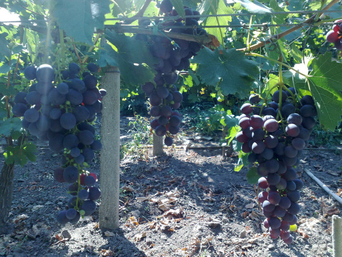 napoca - VITA DE VIE 2012