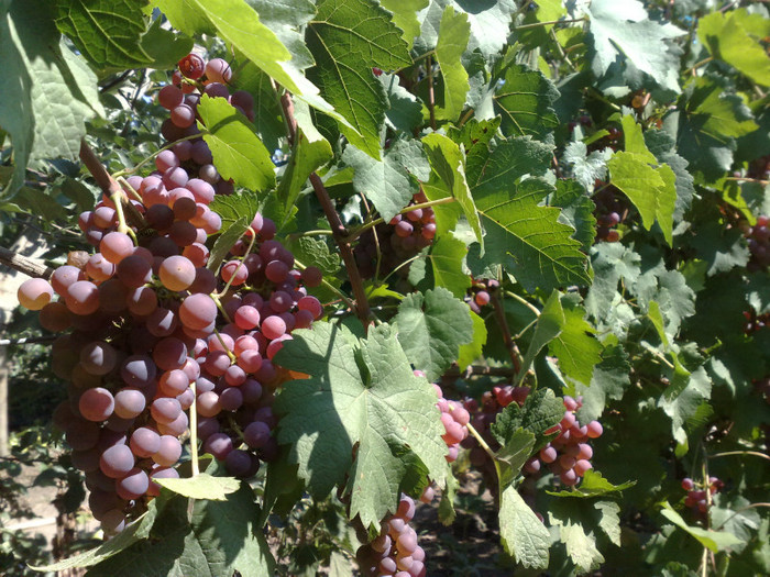 chasselas rose - VITA DE VIE 2012