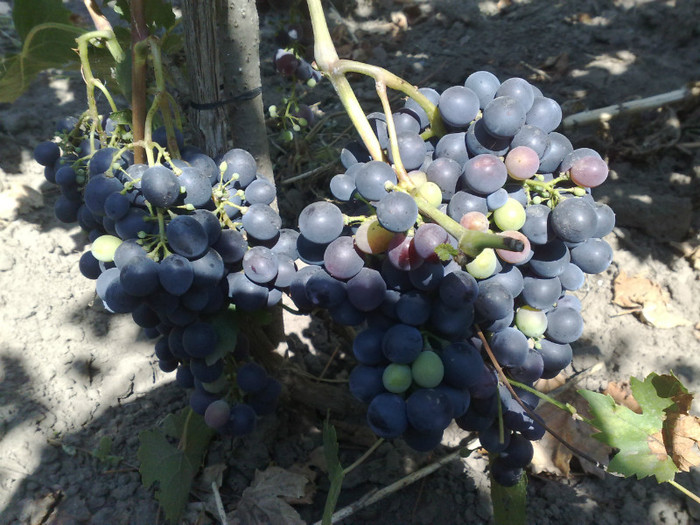 napoca - VITA DE VIE 2012