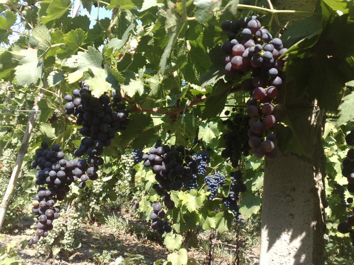 napoca - VITA DE VIE 2012