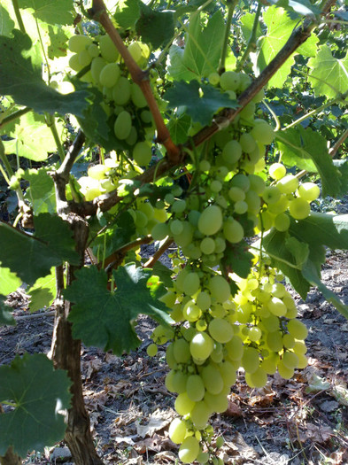 matilde - VITA DE VIE 2012