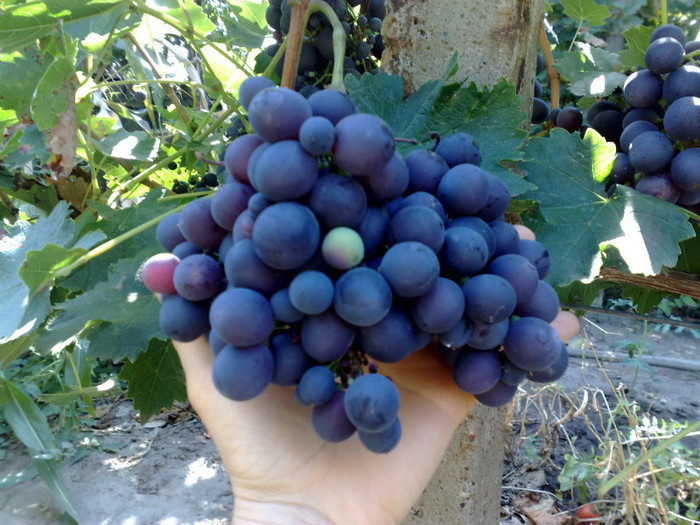 nap - VITA DE VIE 2012