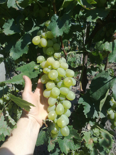 47 - VITA DE VIE 2012