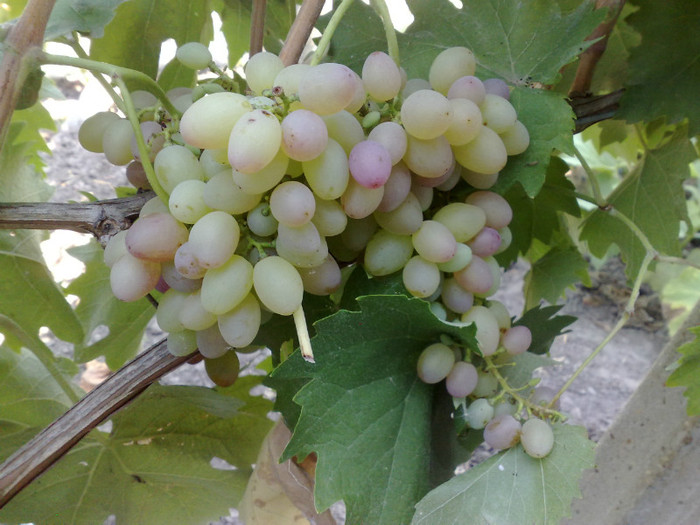 astrahan - VITA DE VIE 2012