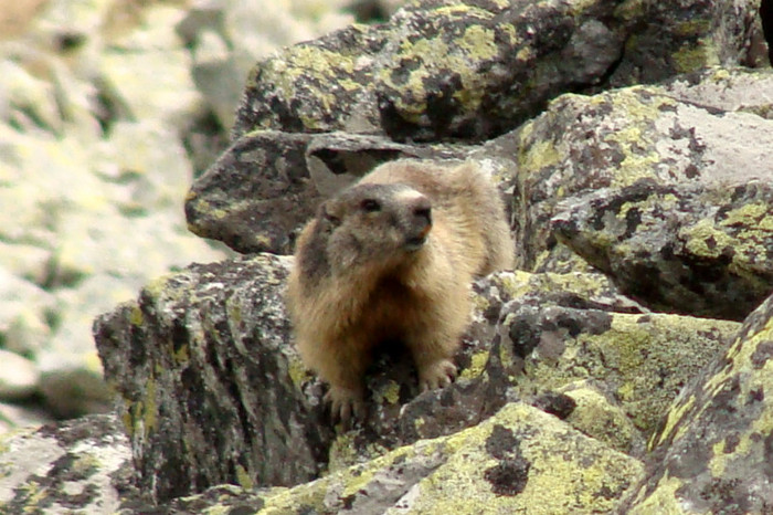 Retezat- marmota; MARMOTA
