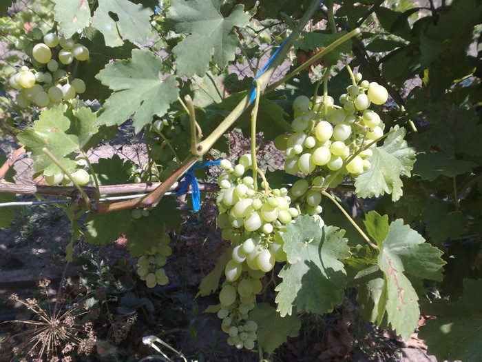 cumparat ca centenial seedles f aromat si dulce - VITA DE VIE 2012