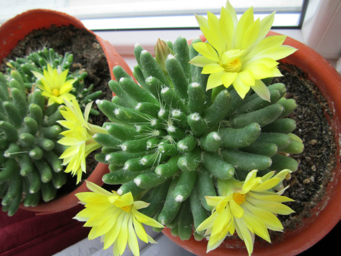 Mammillaria longimamma - cactusi - 2012