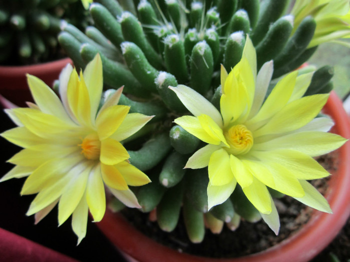 Mammillaria longimamma