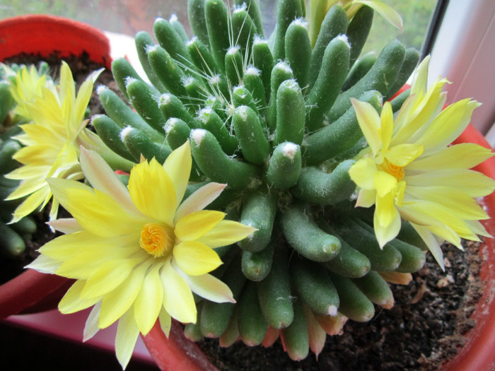 Mammillaria longimamma