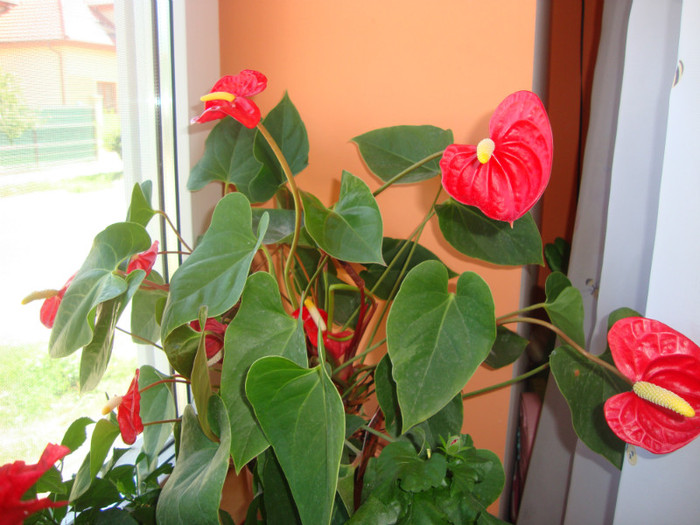  - florile mele2