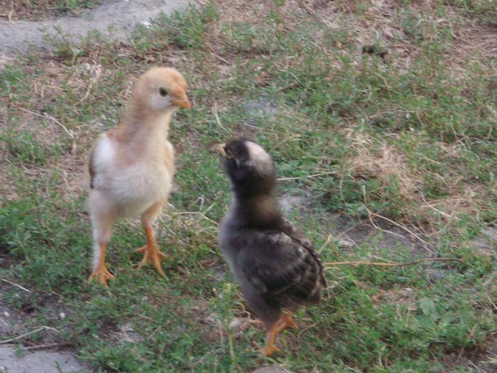 DAVID SI GOLIATH - 00000-PUI DE AMERAUCANA SI ARAUCANA2012