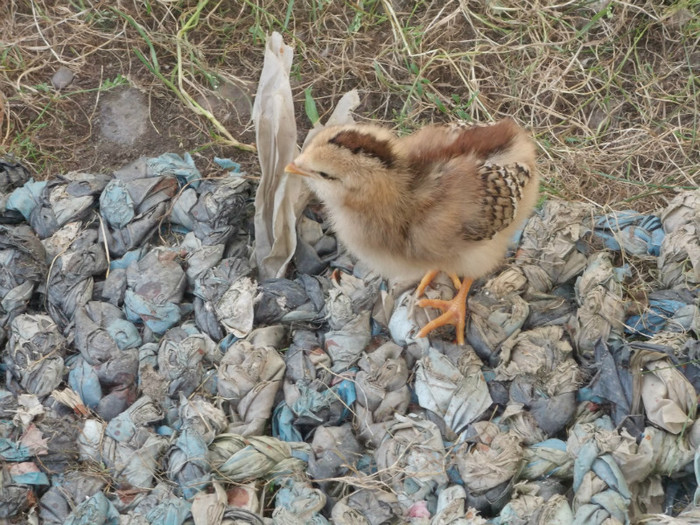 LASA, CA NU MAI VIN AMERICANII - 00000-PUI DE AMERAUCANA SI ARAUCANA2012