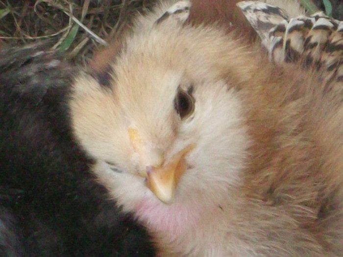 PORTRET DE...... PASAPORT - 00000-PUI DE AMERAUCANA SI ARAUCANA2012