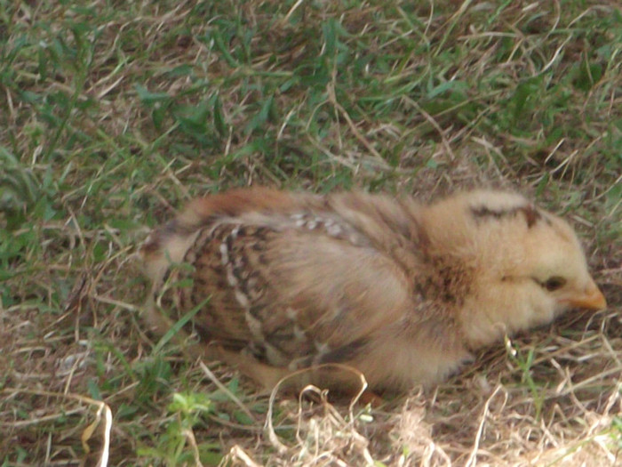 AS FACE-O EU PE SEFUL,DAR.... - 00000-PUI DE AMERAUCANA SI ARAUCANA2012